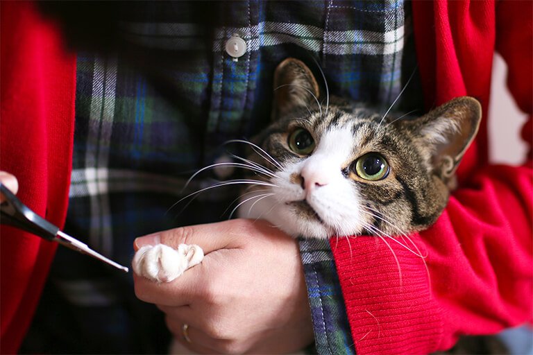 【獣医師監修】猫の爪切りってどうやるの?嫌がる場合は?飼い主さんの悩みを解決!